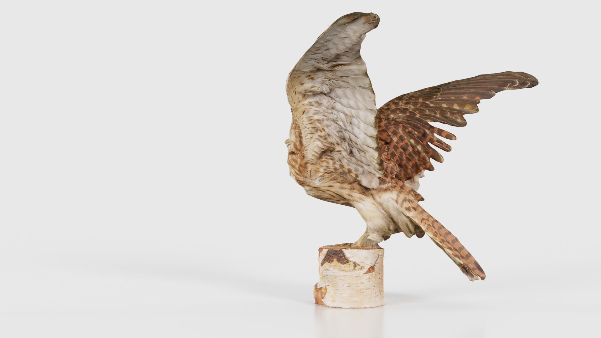 Falcon Falconinae Low-poly 3D model_22