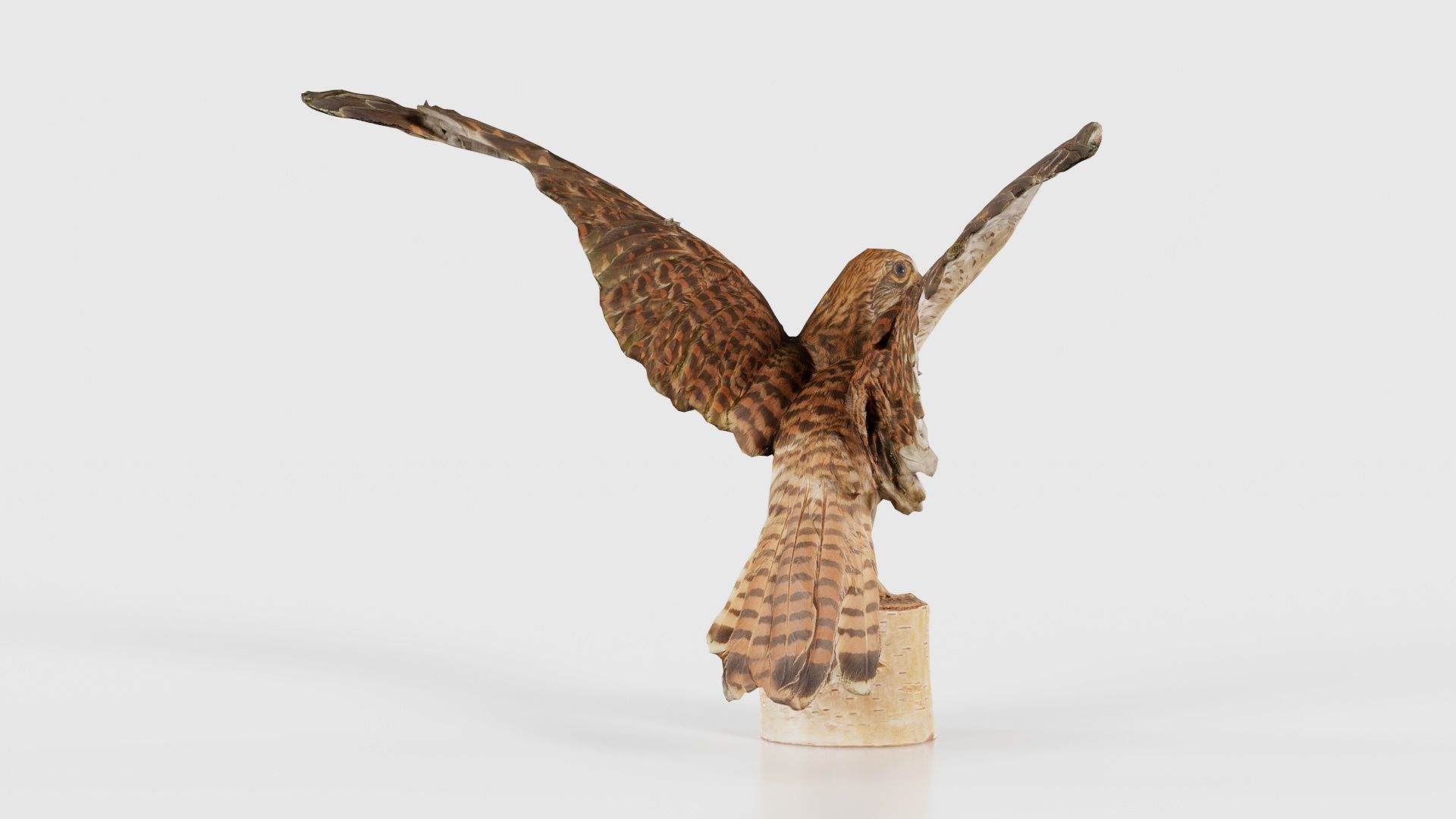 Falcon Falconinae Low-poly 3D model_19