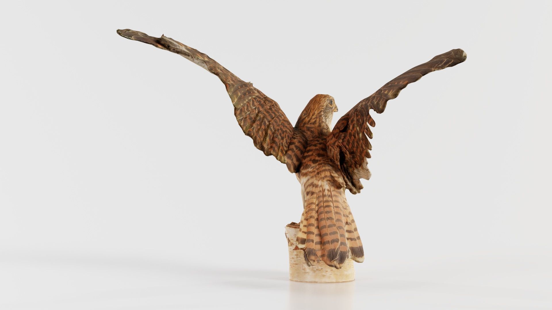 Falcon Falconinae Low-poly 3D model_5