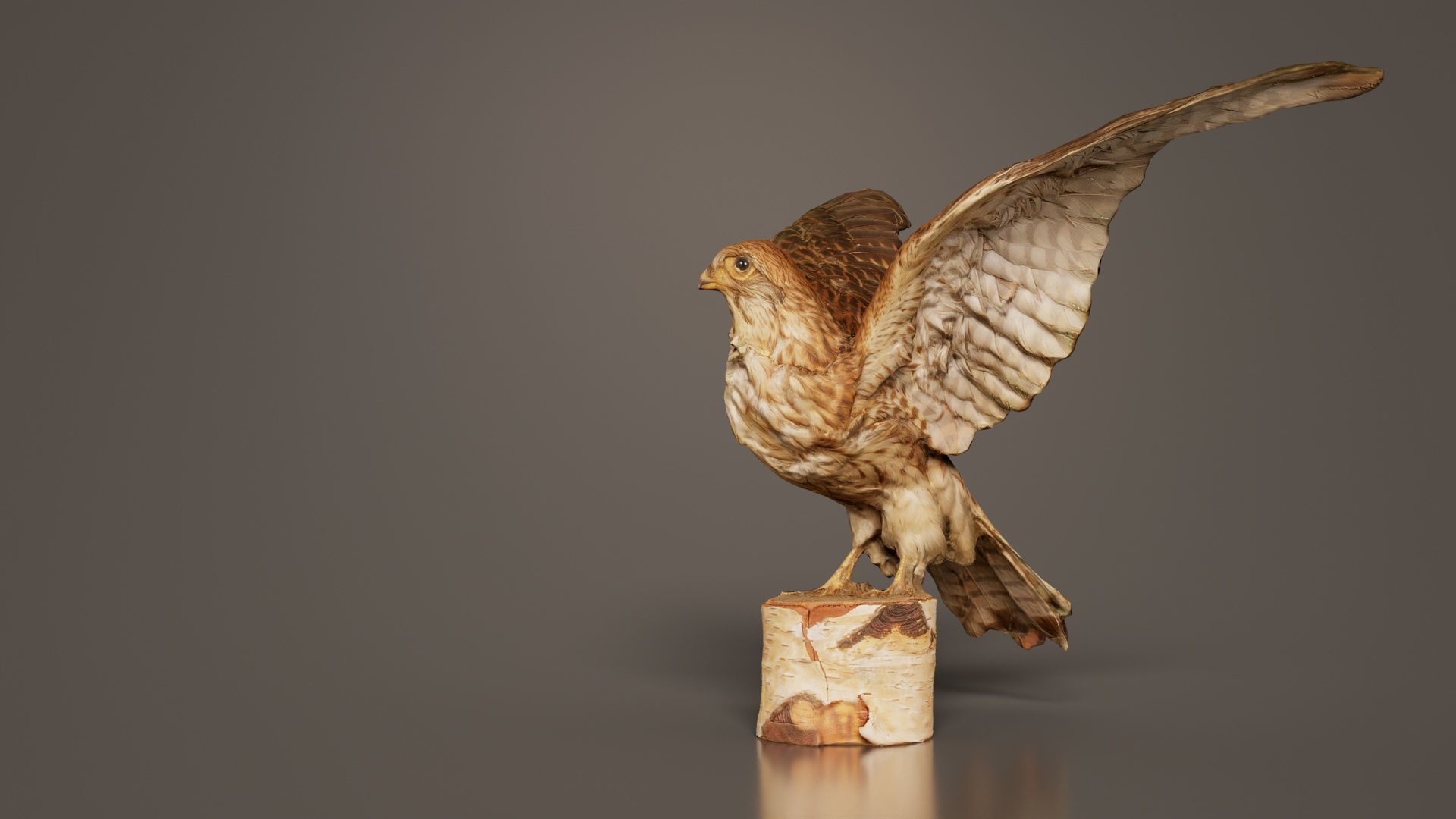 Falcon Falconinae Low-poly 3D model_3