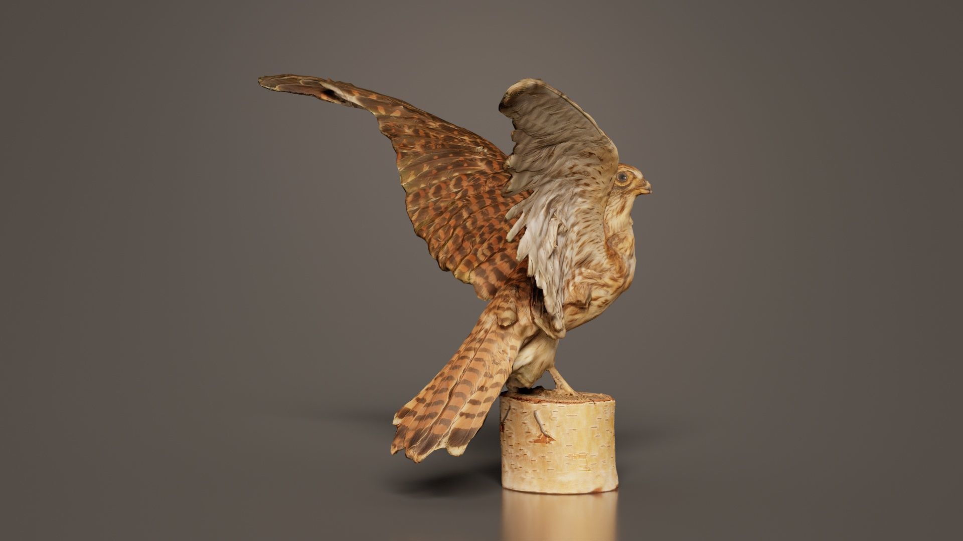 Falcon Falconinae Low-poly 3D model_7