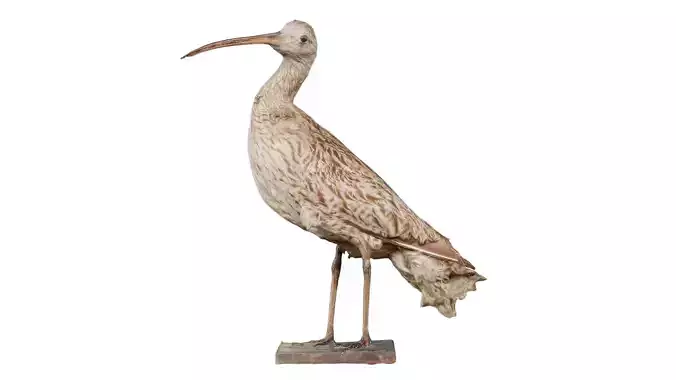 Far Eastern Curlew Numenius Madagascariensis Low-poly 3D model
