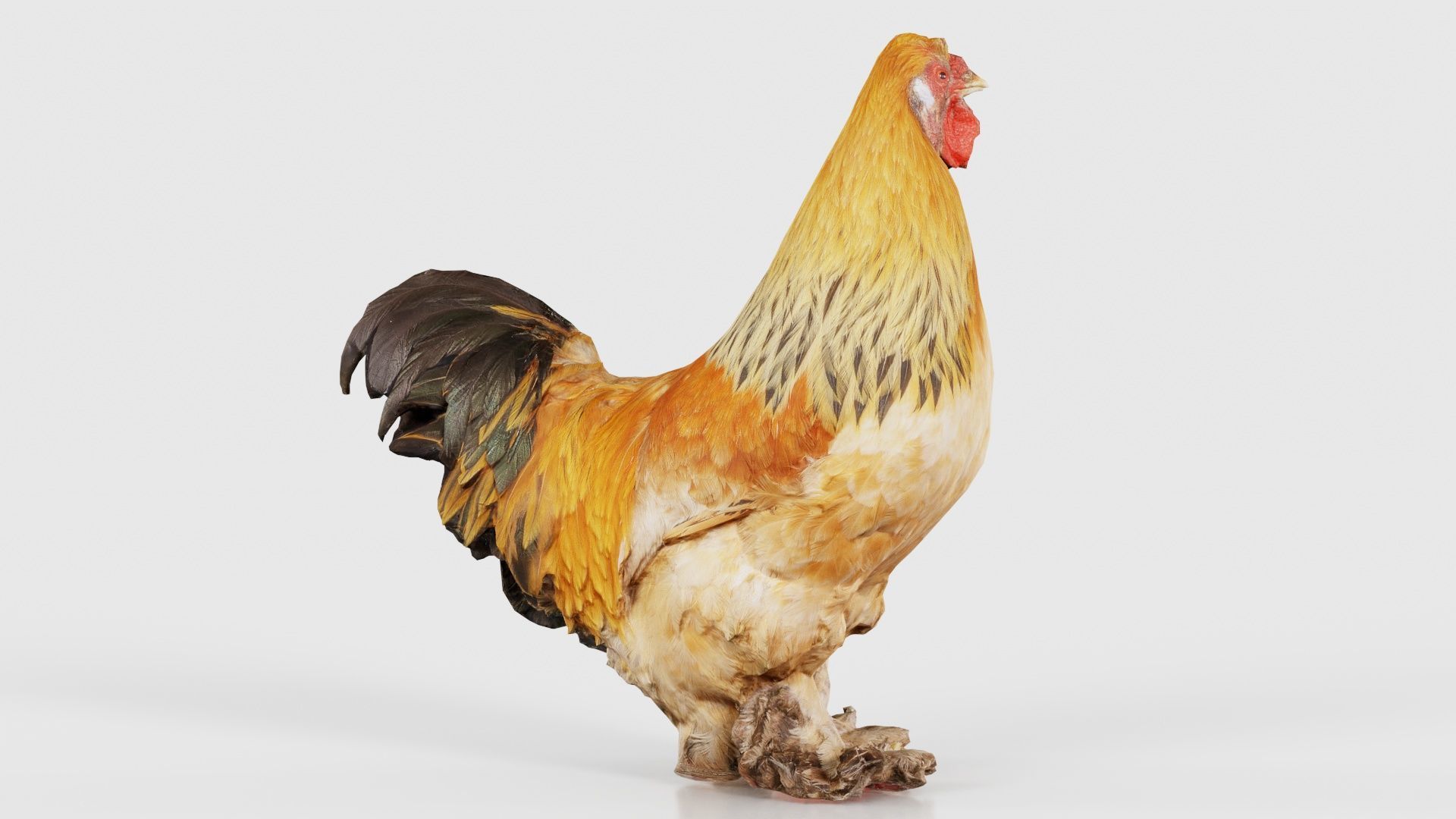 Gallus Domesticus Rooster Low-poly 3D model_16