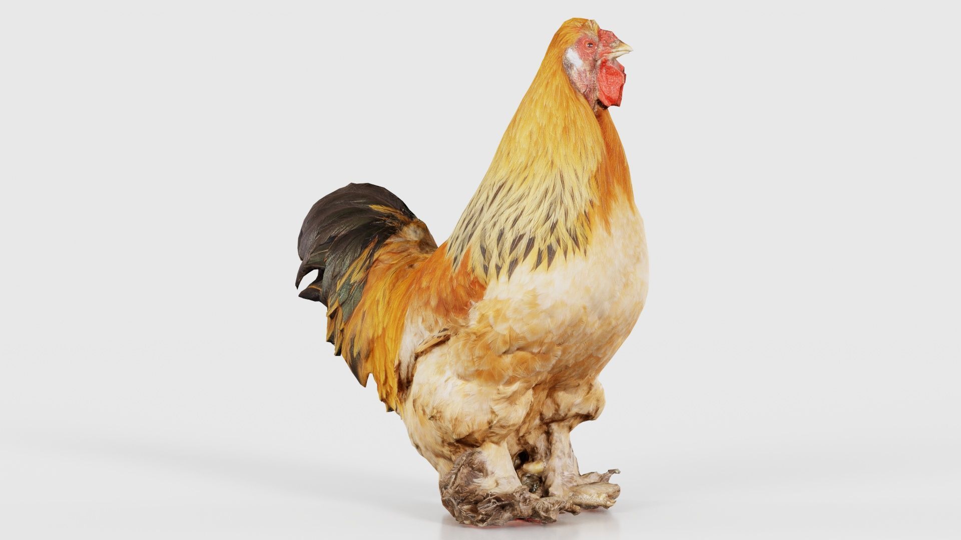 Gallus Domesticus Rooster Low-poly 3D model_15