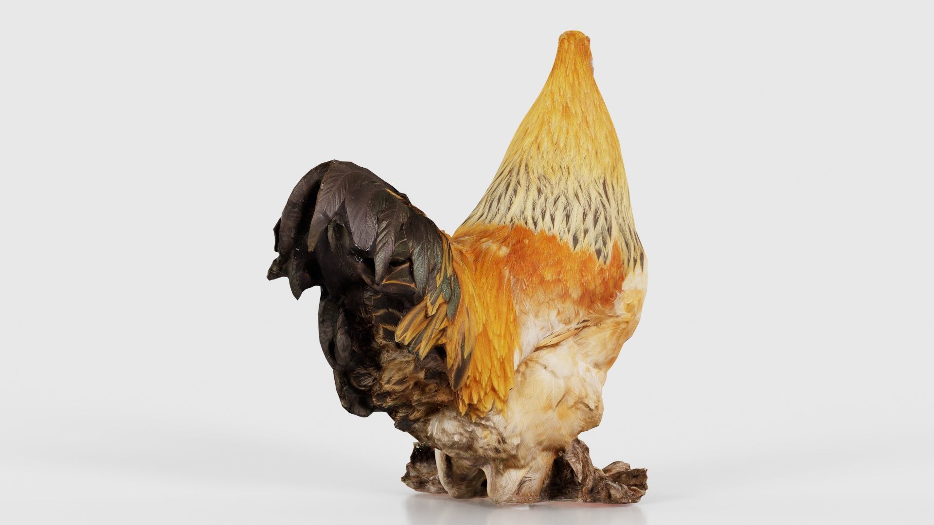 Gallus Domesticus Rooster Low-poly 3D model_18