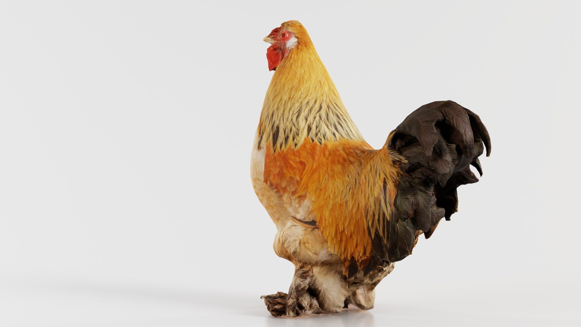 Gallus Domesticus Rooster Low-poly 3D model_6