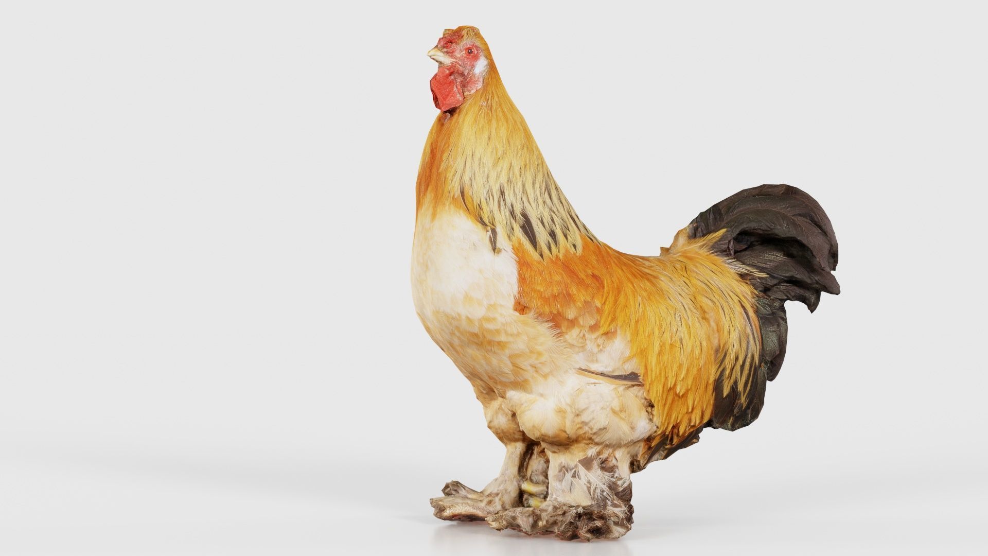 Gallus Domesticus Rooster Low-poly 3D model_23