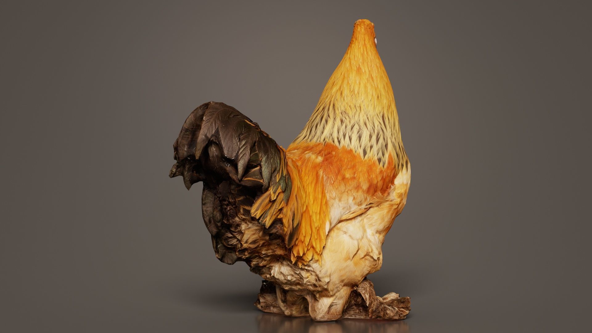 Gallus Domesticus Rooster Low-poly 3D model_3