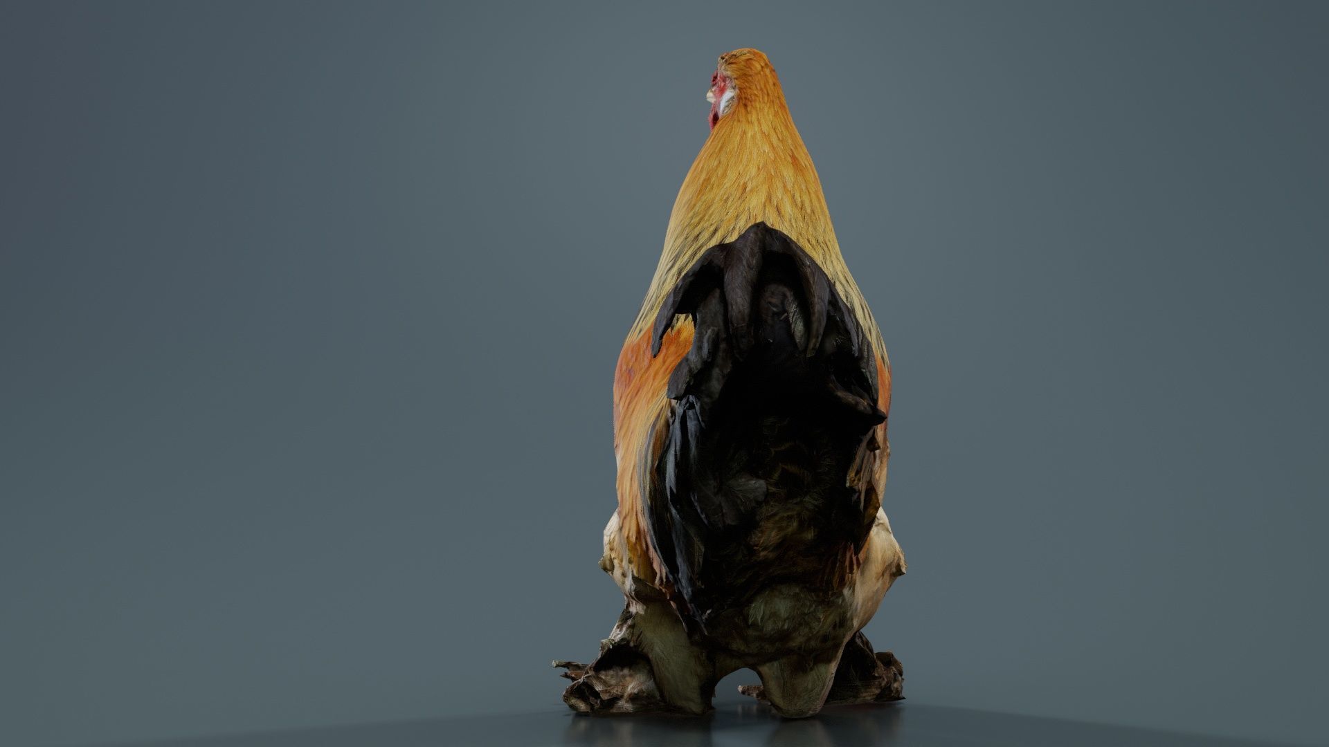 Gallus Domesticus Rooster Low-poly 3D model_4