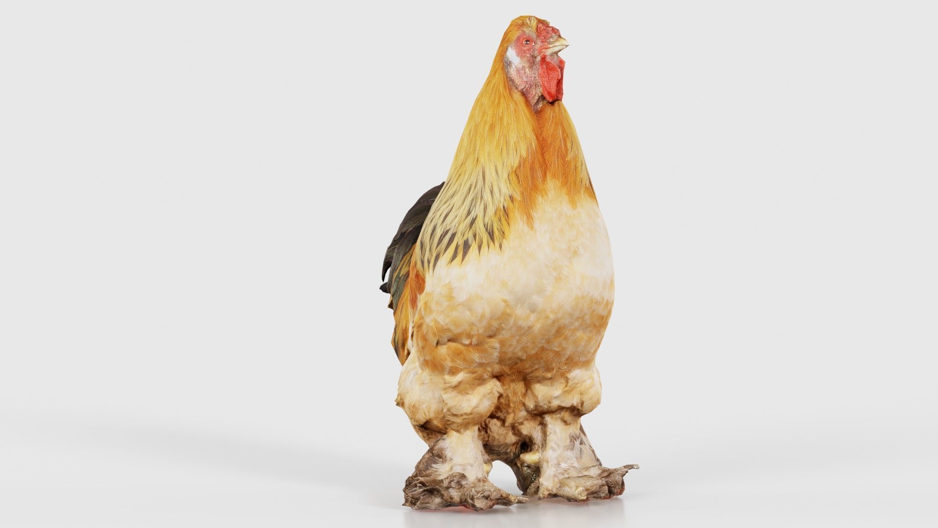 Gallus Domesticus Rooster Low-poly 3D model_26