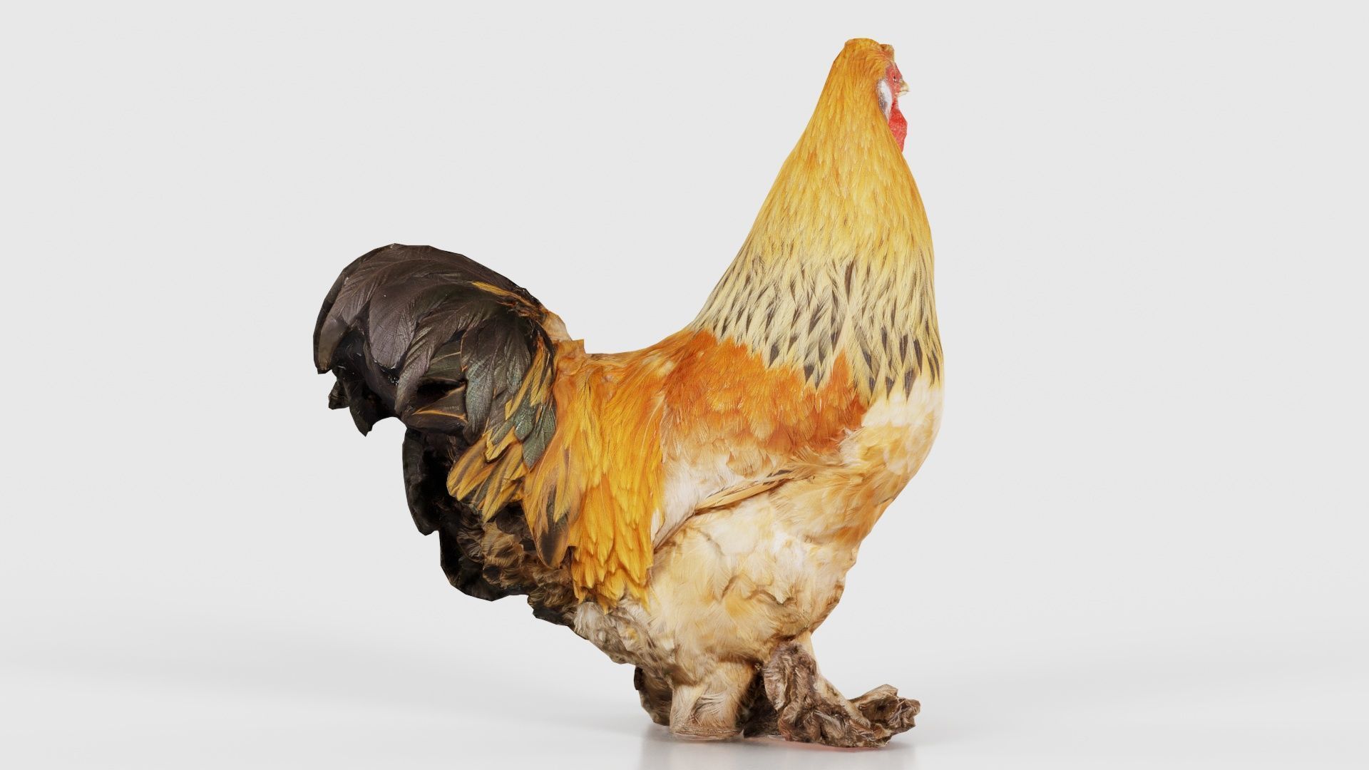 Gallus Domesticus Rooster Low-poly 3D model_17