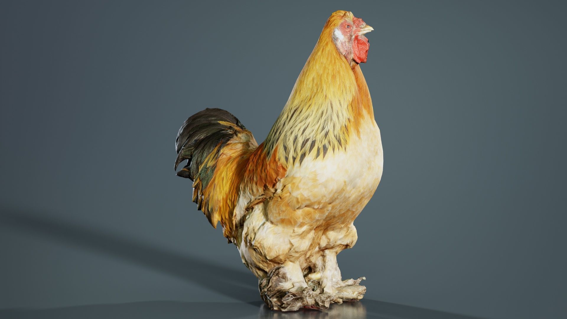 Gallus Domesticus Rooster Low-poly 3D model_8