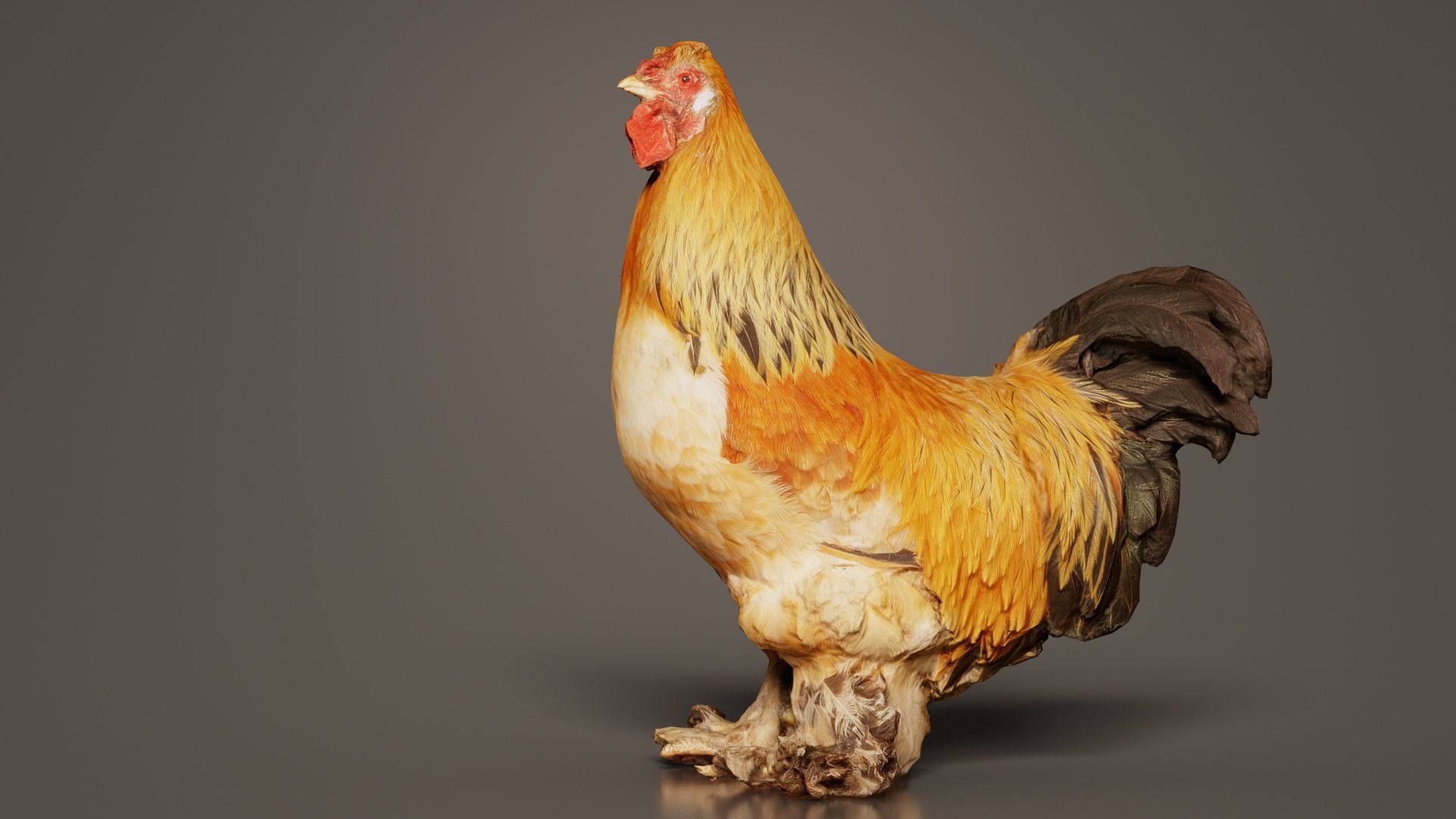 Gallus Domesticus Rooster Low-poly 3D model_7