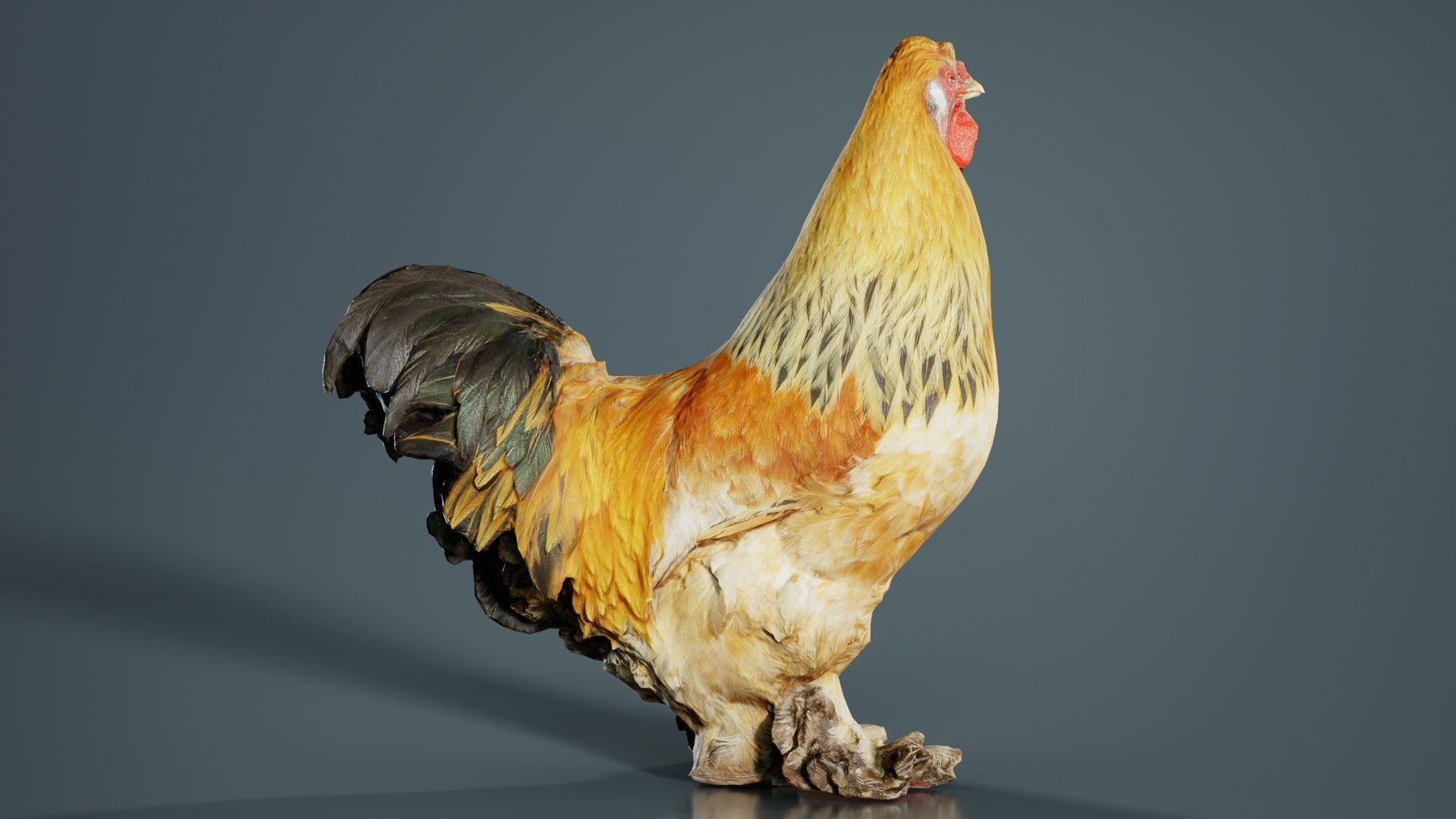 Gallus Domesticus Rooster Low-poly 3D model_1