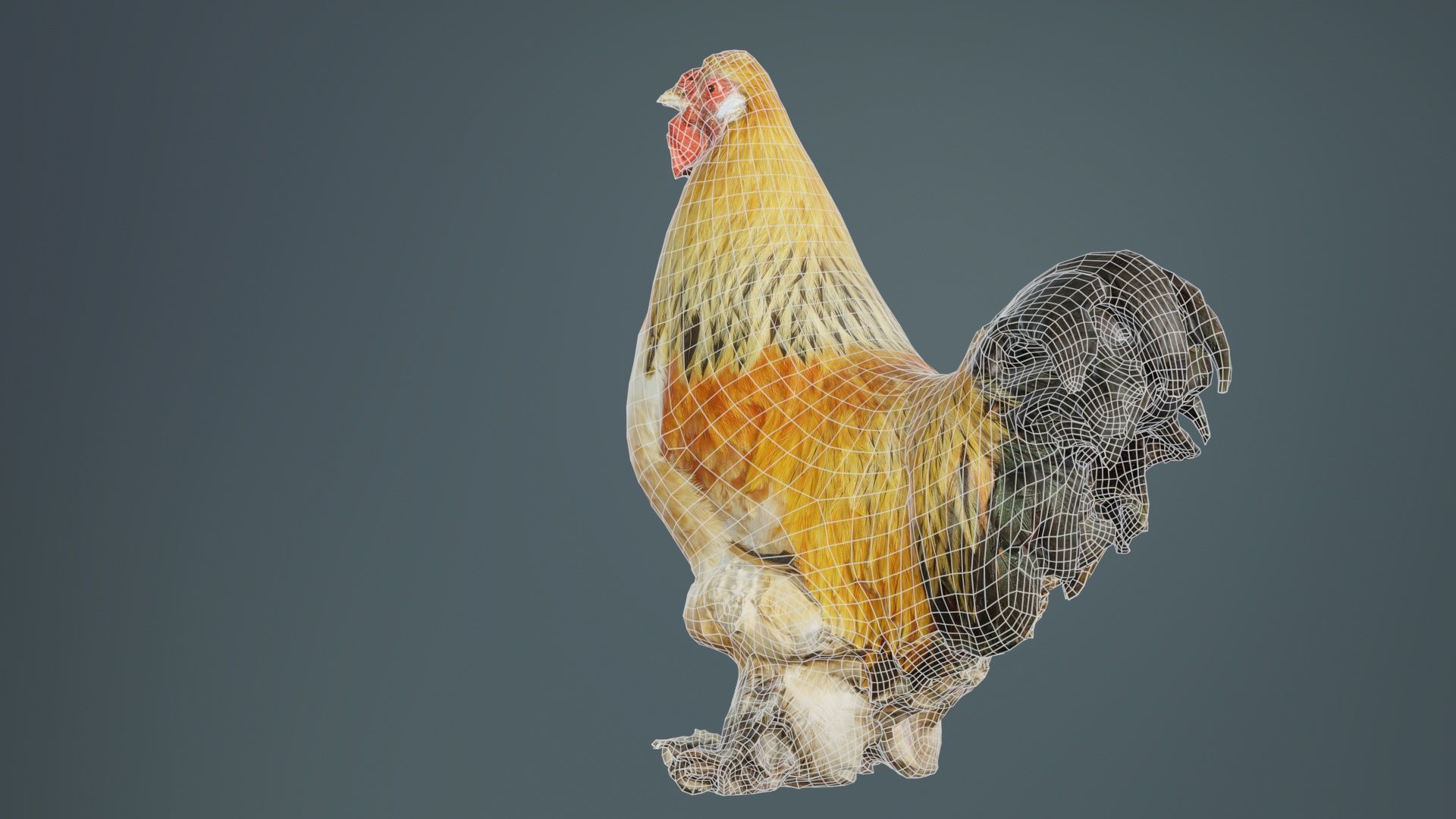 Gallus Domesticus Rooster Low-poly 3D model_10