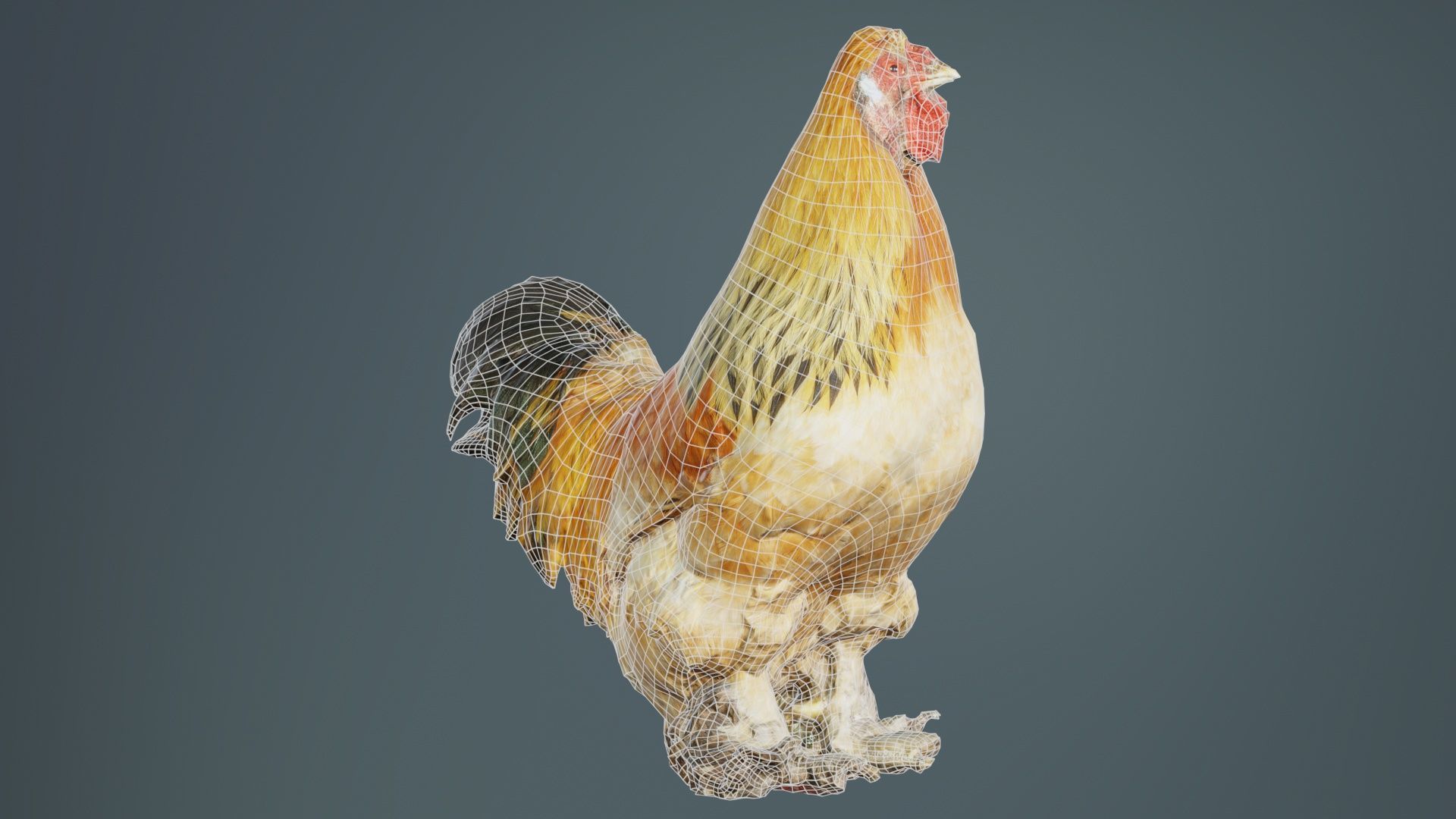 Gallus Domesticus Rooster Low-poly 3D model_9