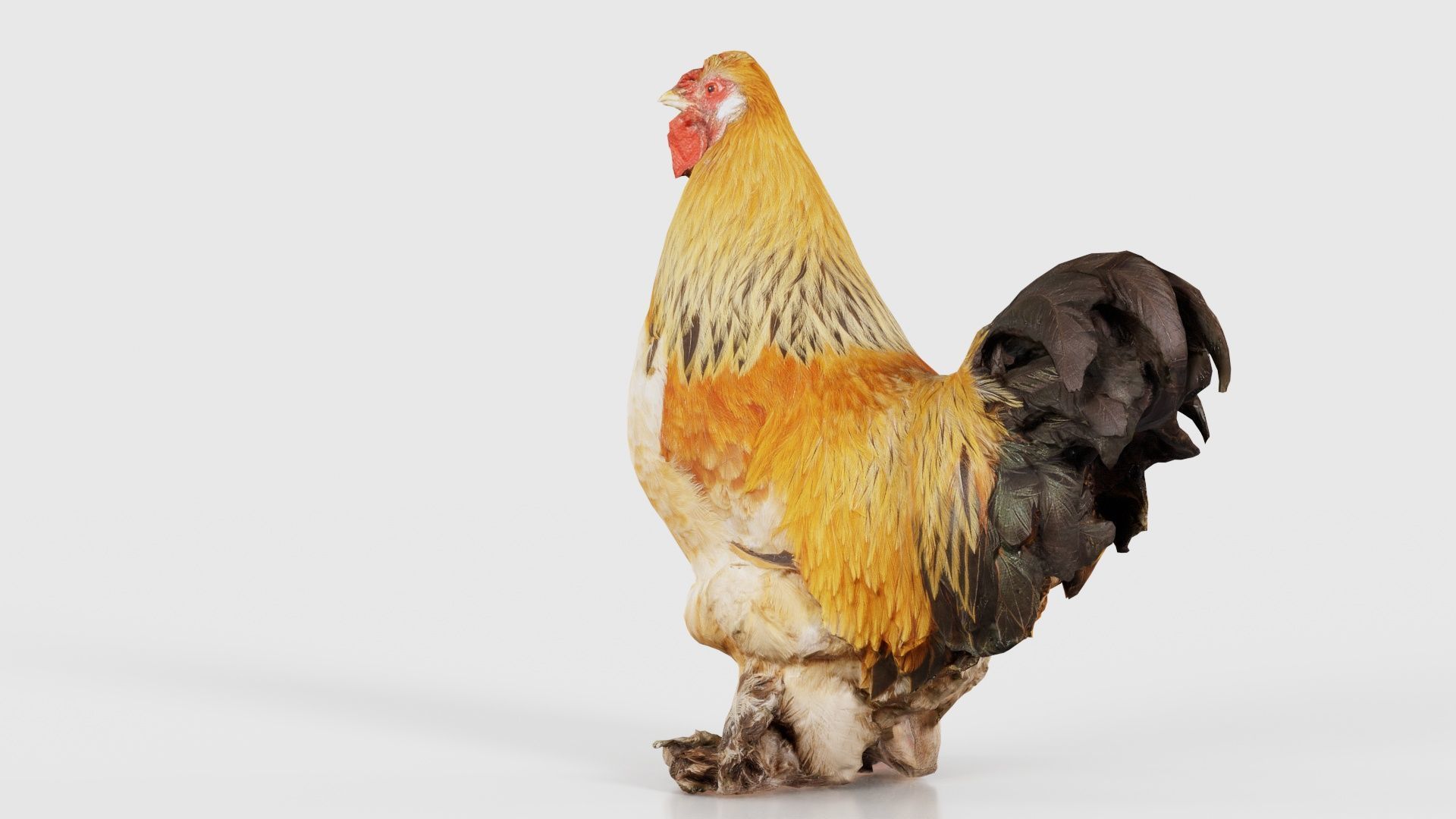 Gallus Domesticus Rooster Low-poly 3D model_21