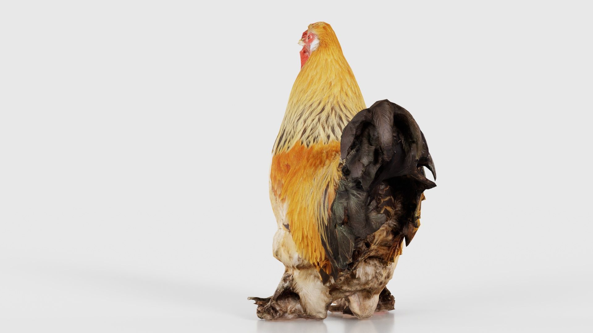 Gallus Domesticus Rooster Low-poly 3D model_20