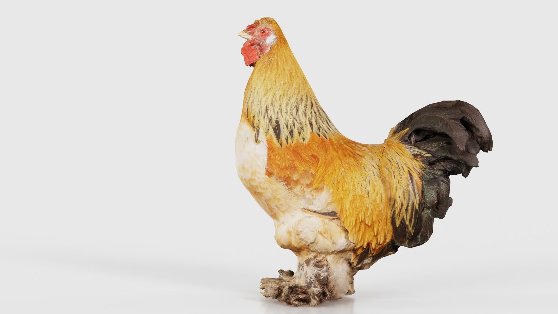 Gallus Domesticus Rooster Low-poly 3D model_22
