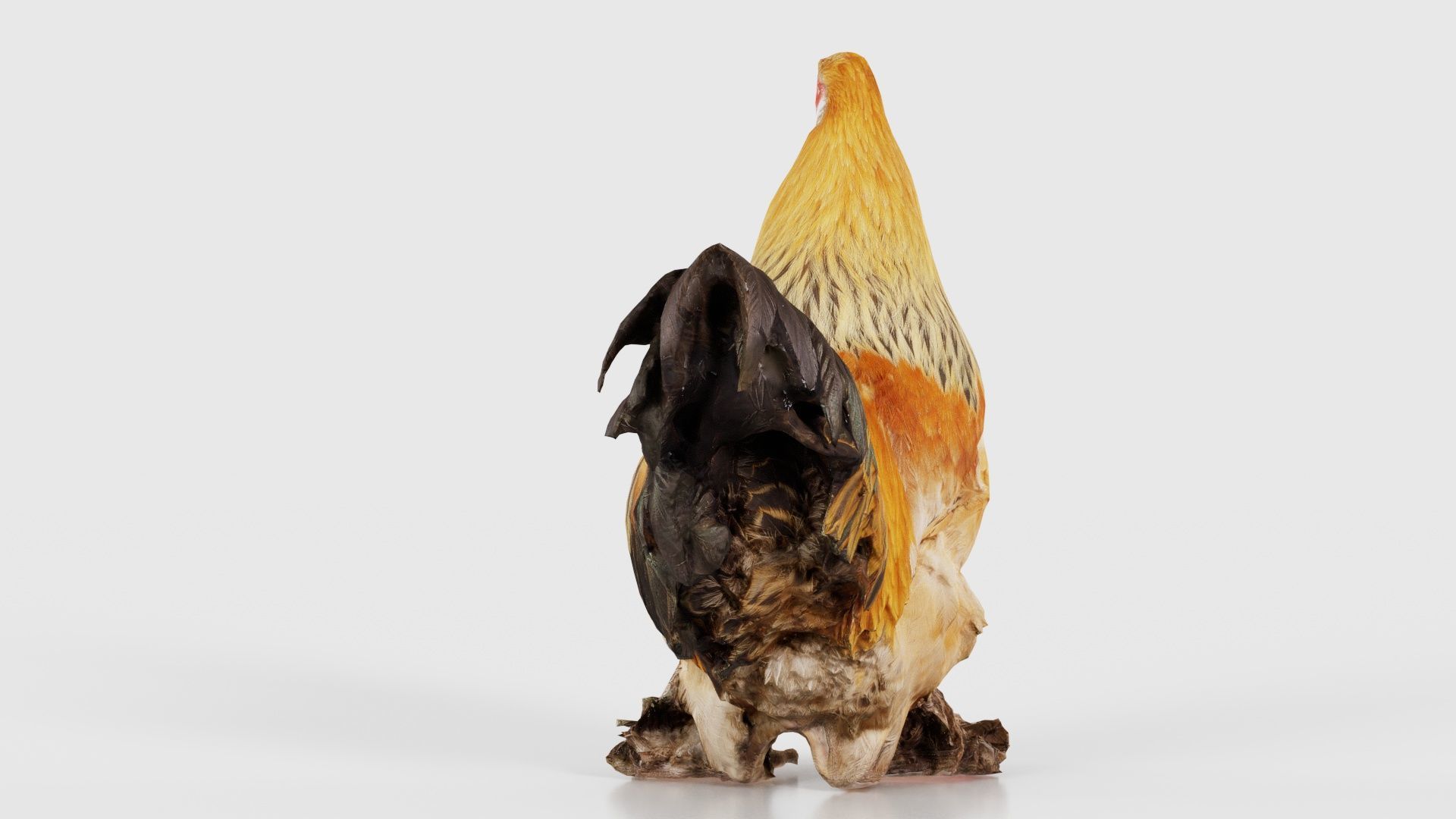 Gallus Domesticus Rooster Low-poly 3D model_19