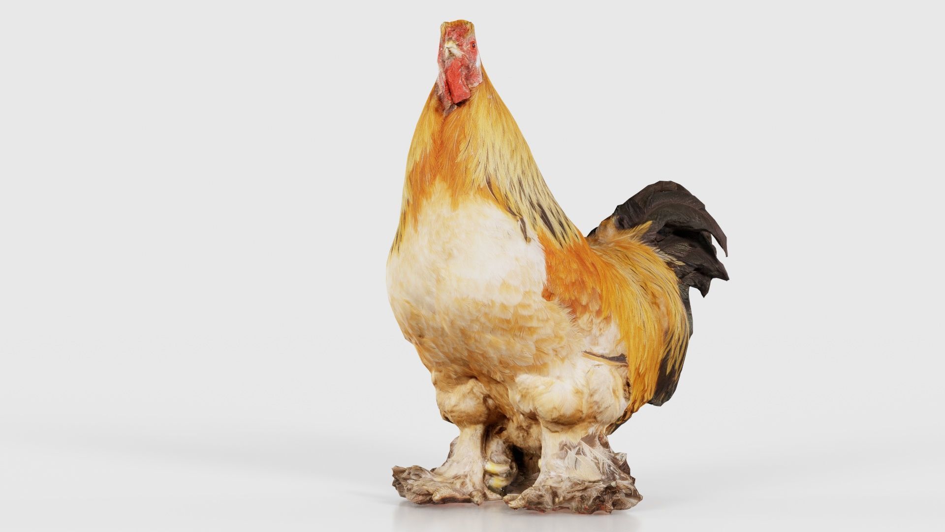 Gallus Domesticus Rooster Low-poly 3D model_24