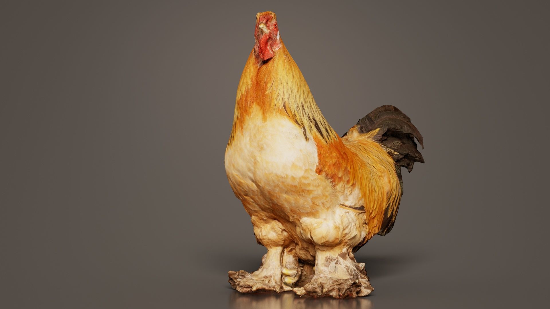 Gallus Domesticus Rooster Low-poly 3D model_2