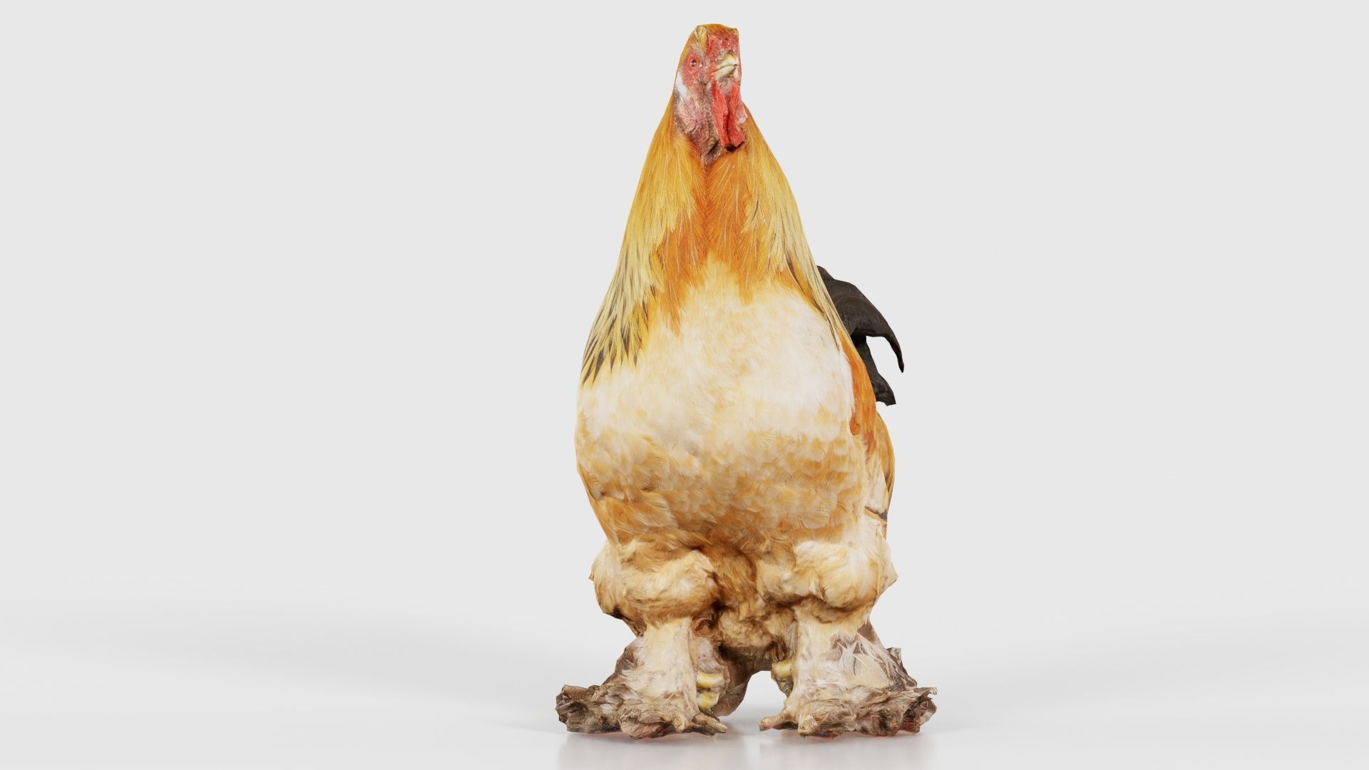 Gallus Domesticus Rooster Low-poly 3D model_25