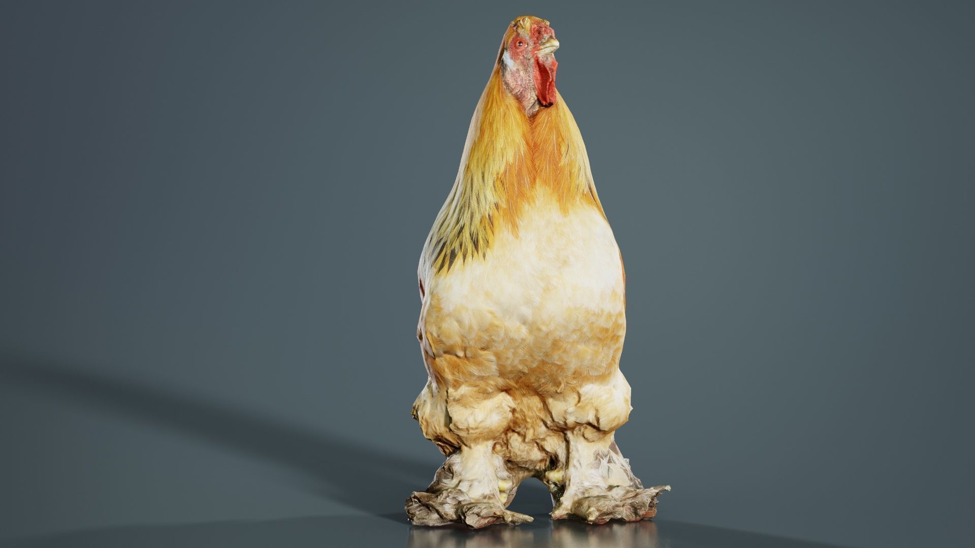 Gallus Domesticus Rooster Low-poly 3D model_5