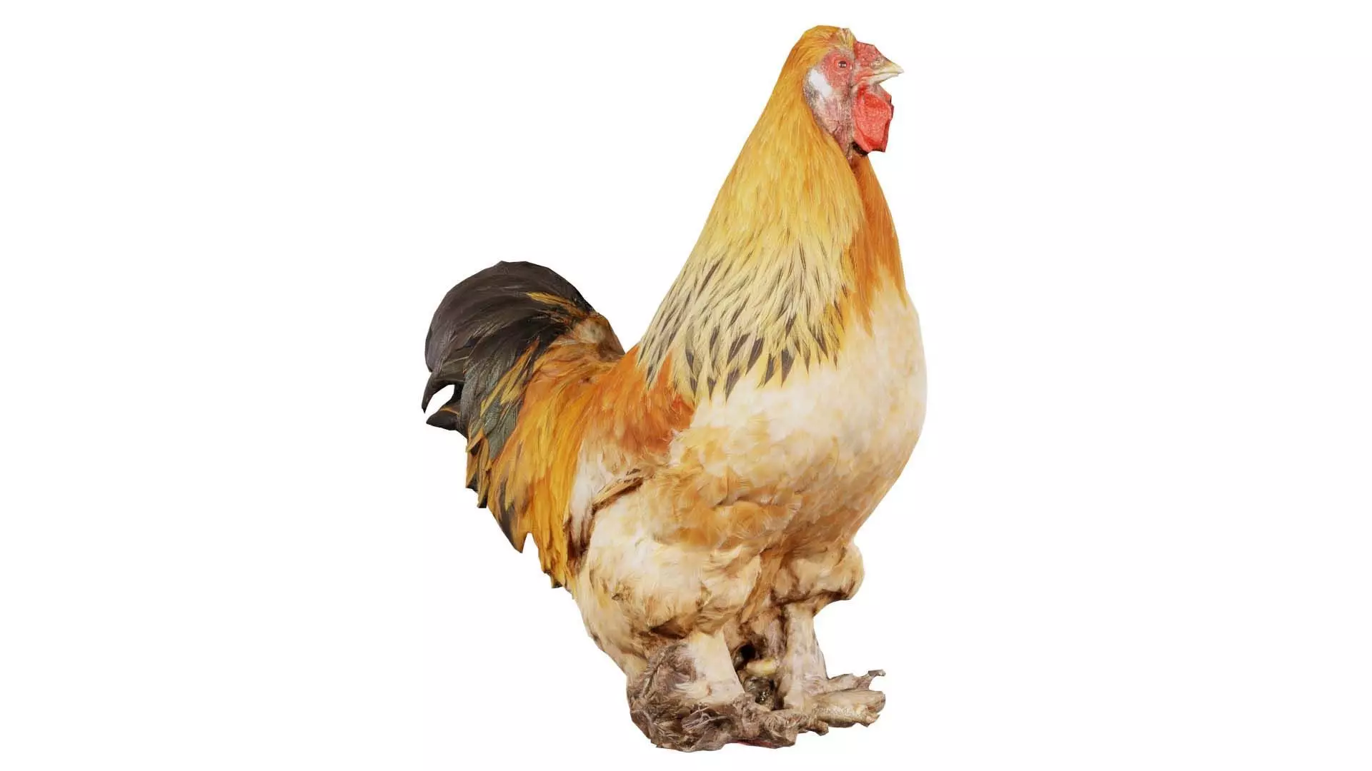 Gallus Domesticus Rooster Low-poly 3D model_0