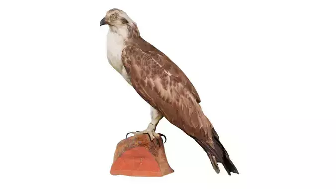 Golden Eagle Aquila Chrysaetos Low-poly 3D model