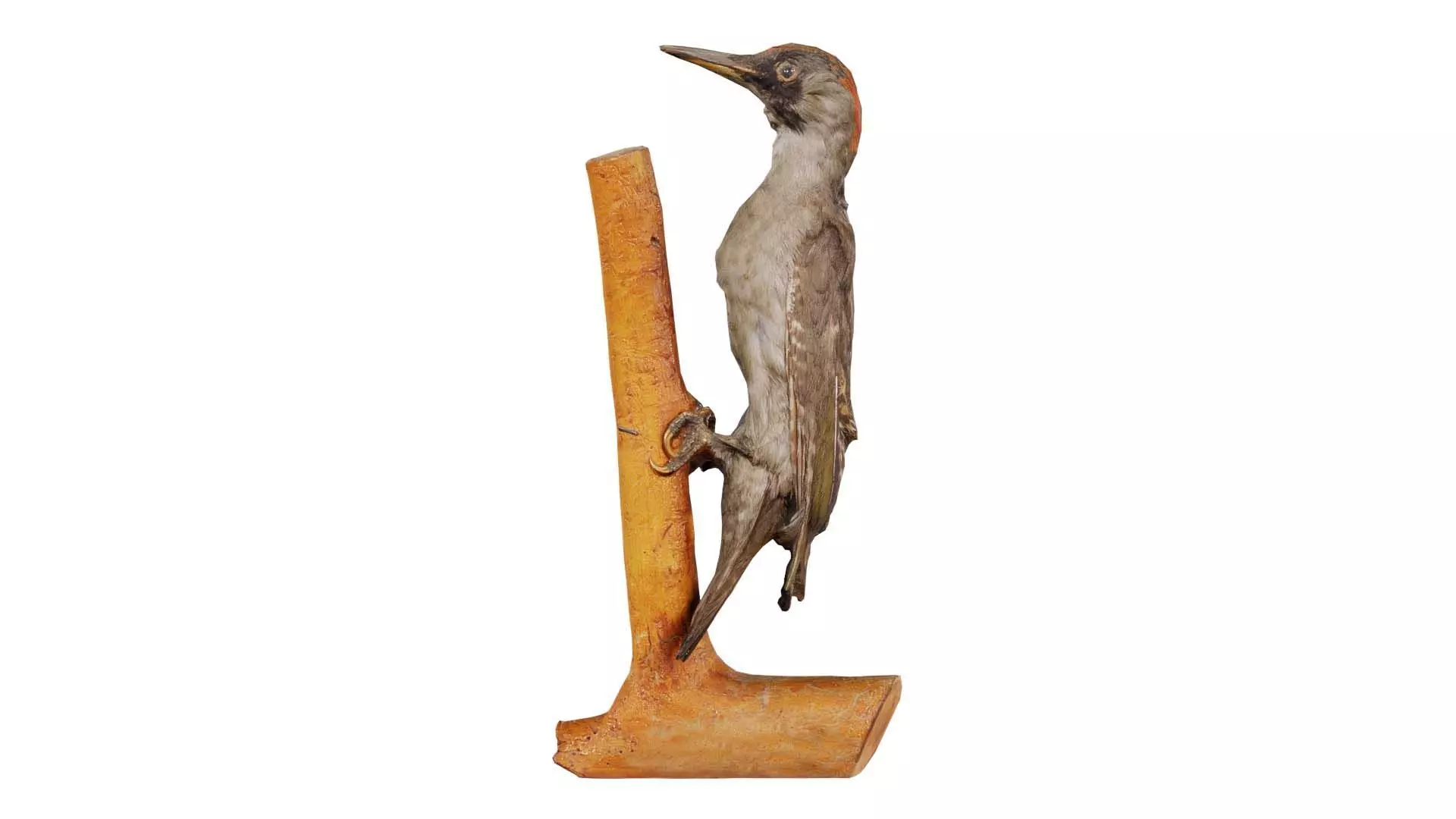 Green Woodpecker Picidae Low-poly 3D model