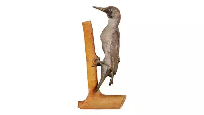 Green Woodpecker Picidae Low-poly 3D model