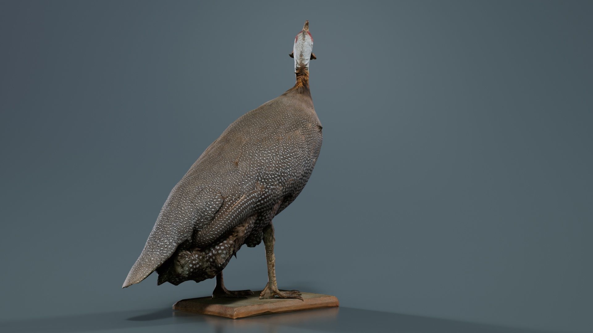 Guineafowl Guineahen Low-poly 3D model_8
