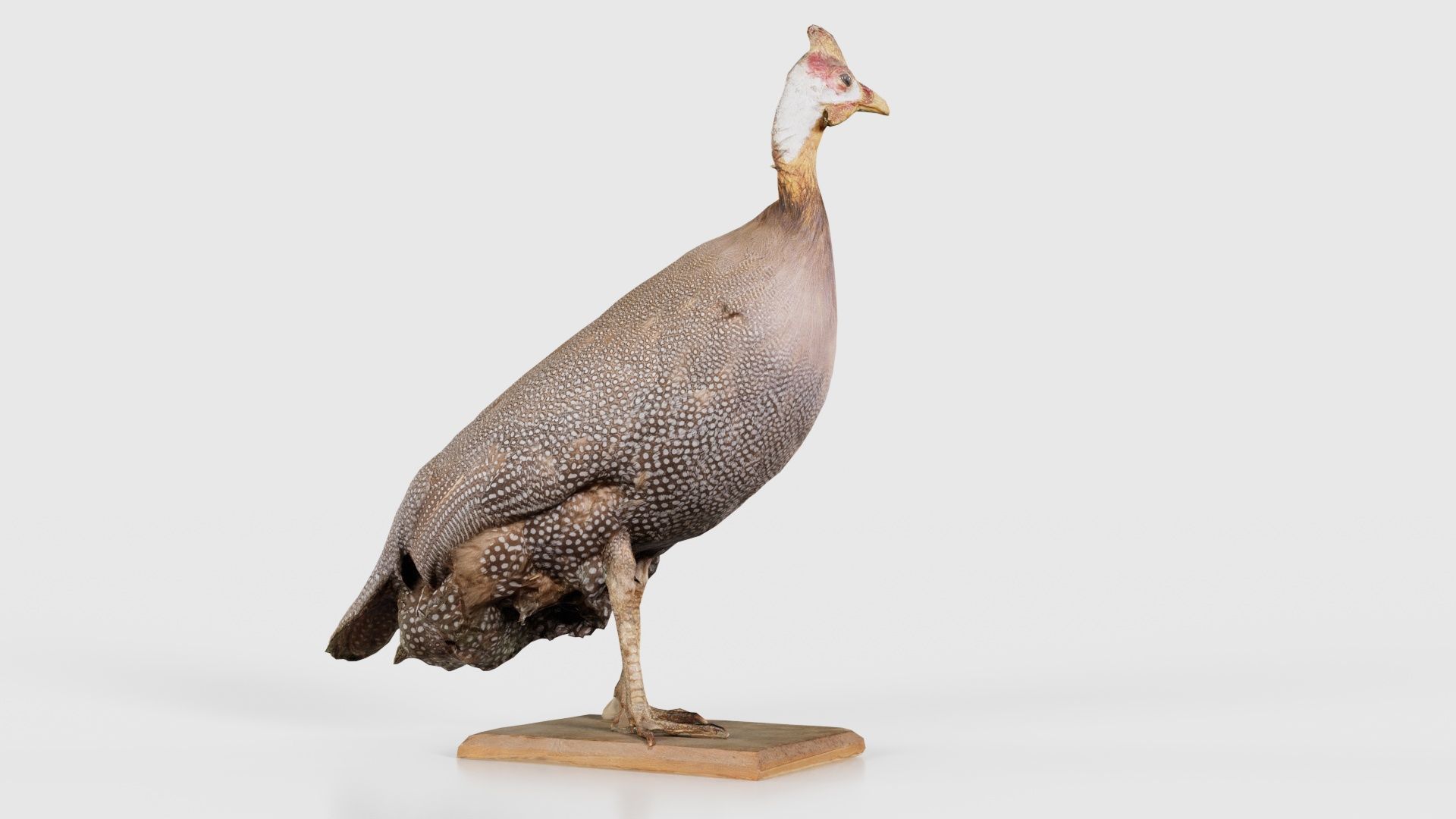 Guineafowl Guineahen Low-poly 3D model_20