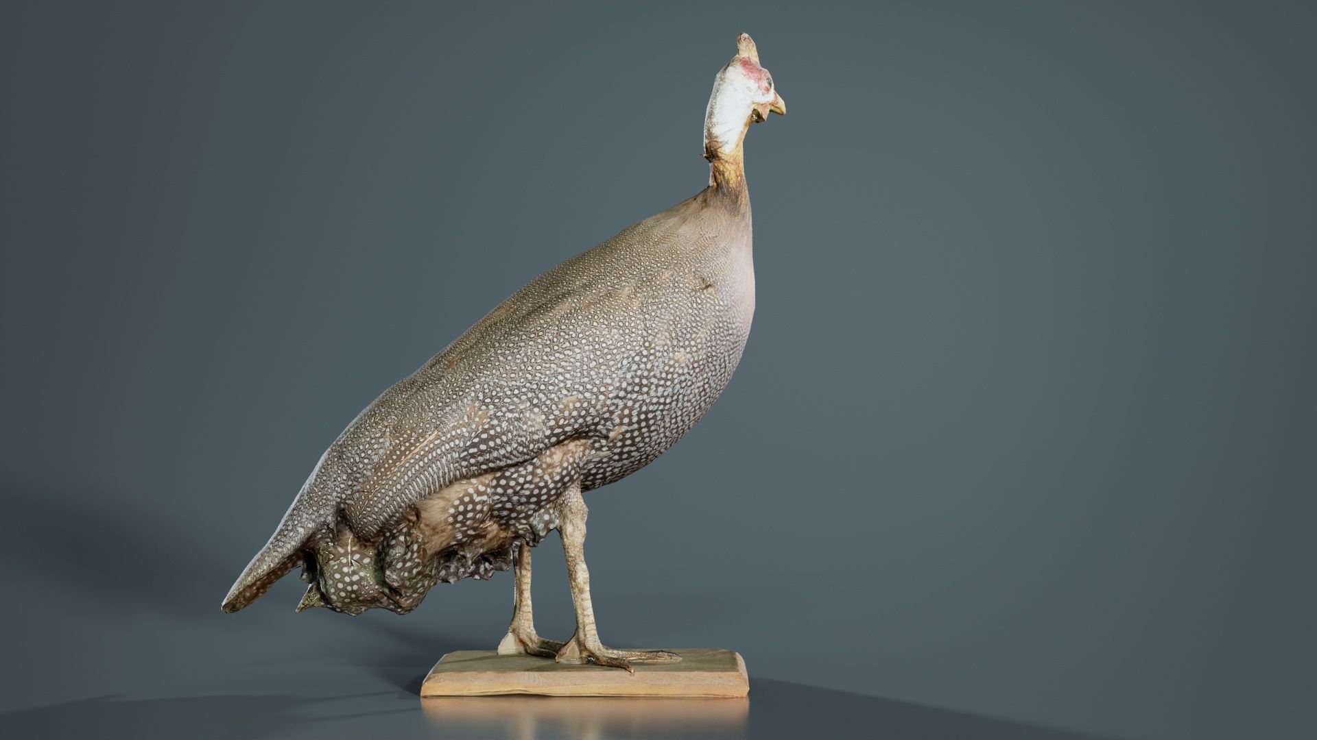 Guineafowl Guineahen Low-poly 3D model_5
