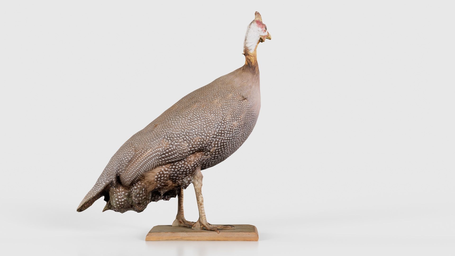 Guineafowl Guineahen Low-poly 3D model_21