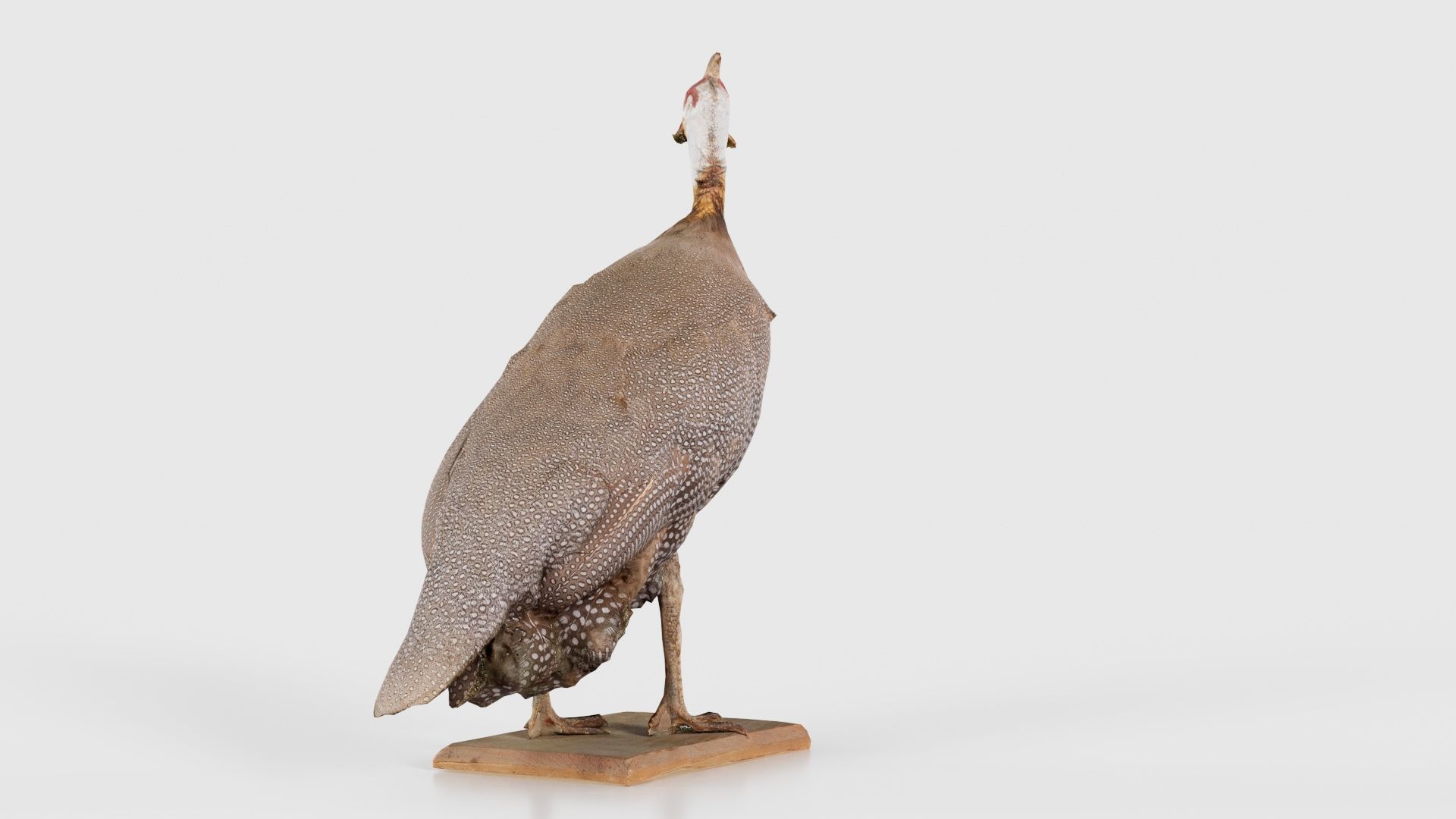 Guineafowl Guineahen Low-poly 3D model_23