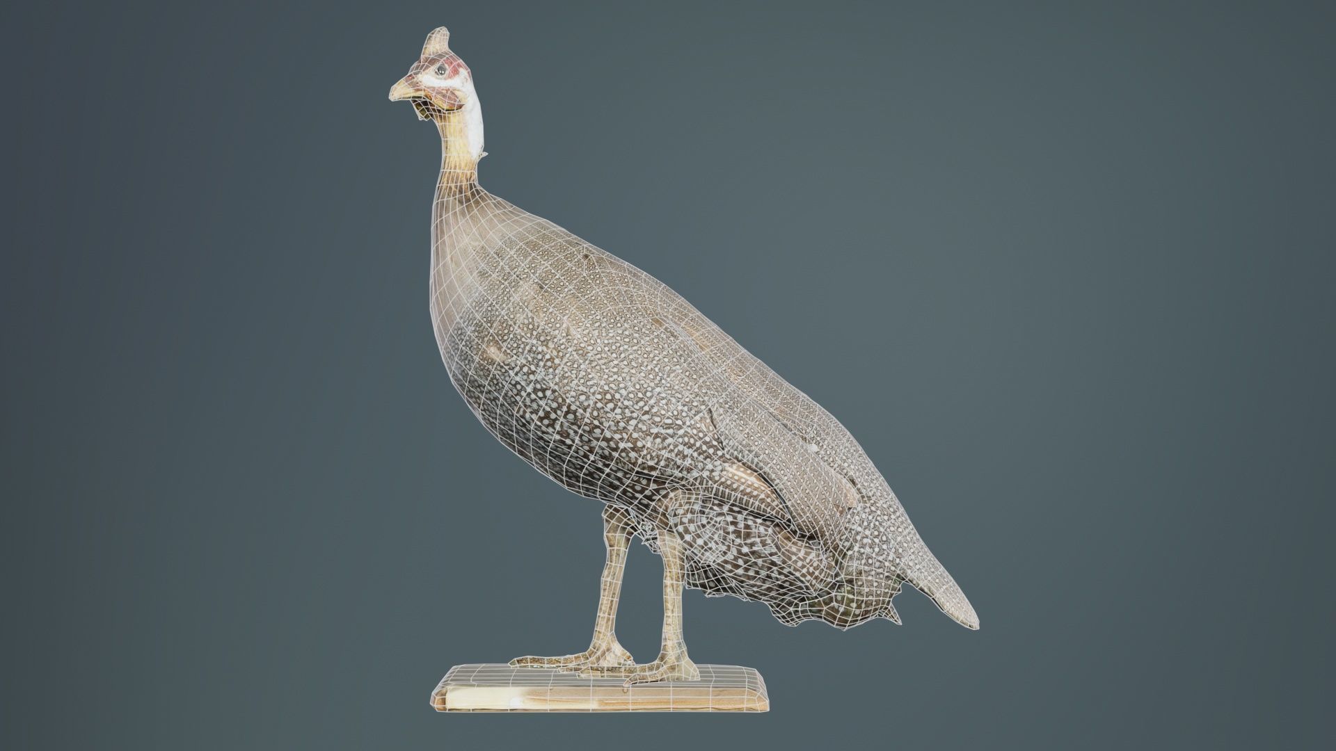 Guineafowl Guineahen Low-poly 3D model_9