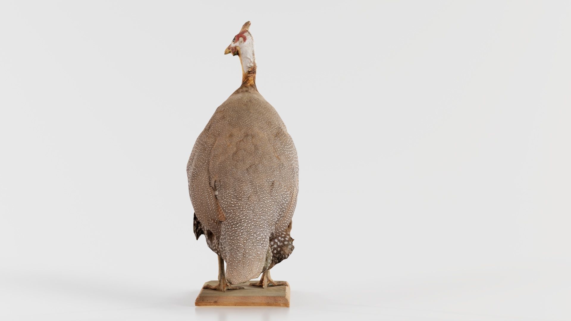 Guineafowl Guineahen Low-poly 3D model_4