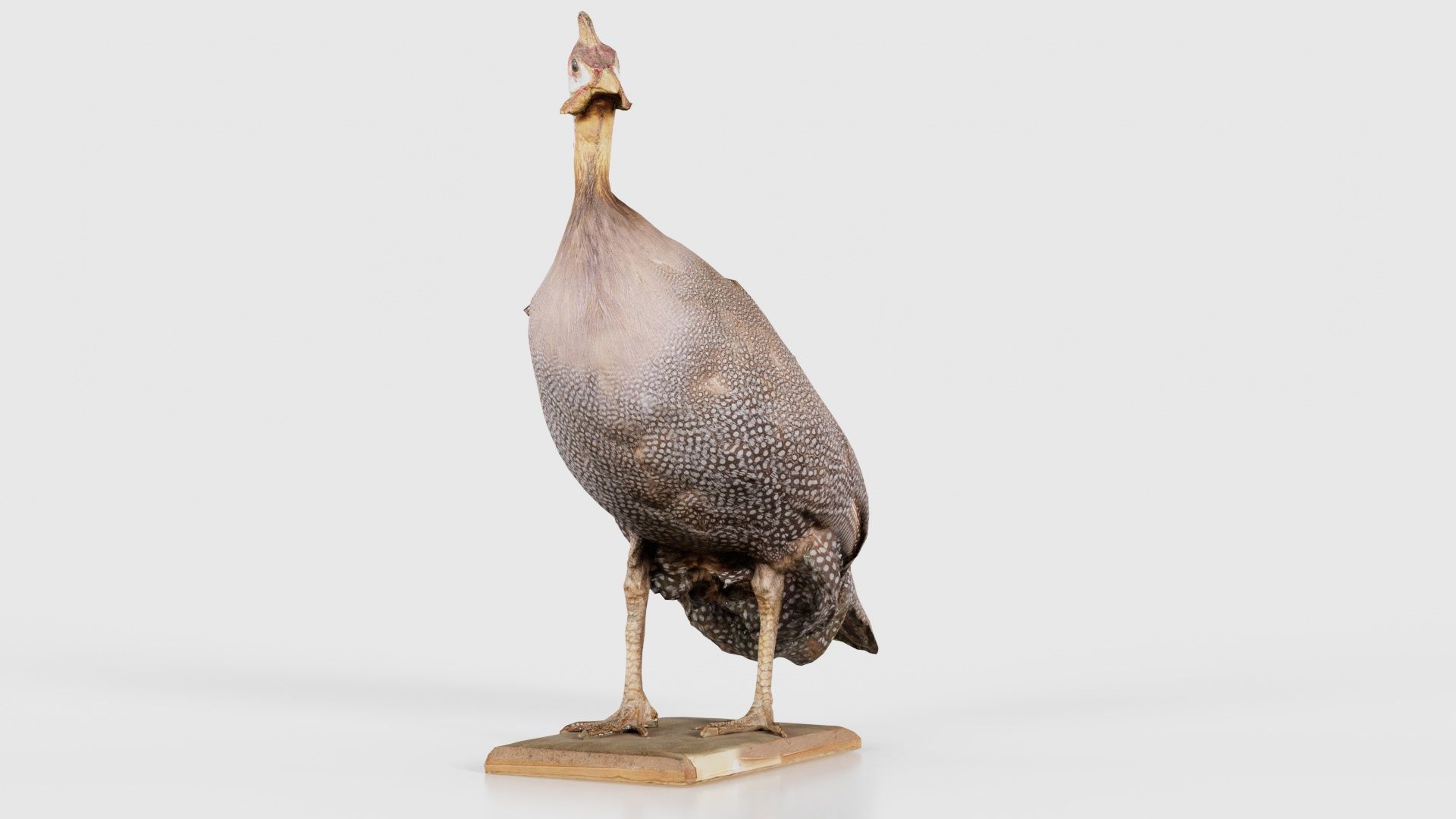 Guineafowl Guineahen Low-poly 3D model_17