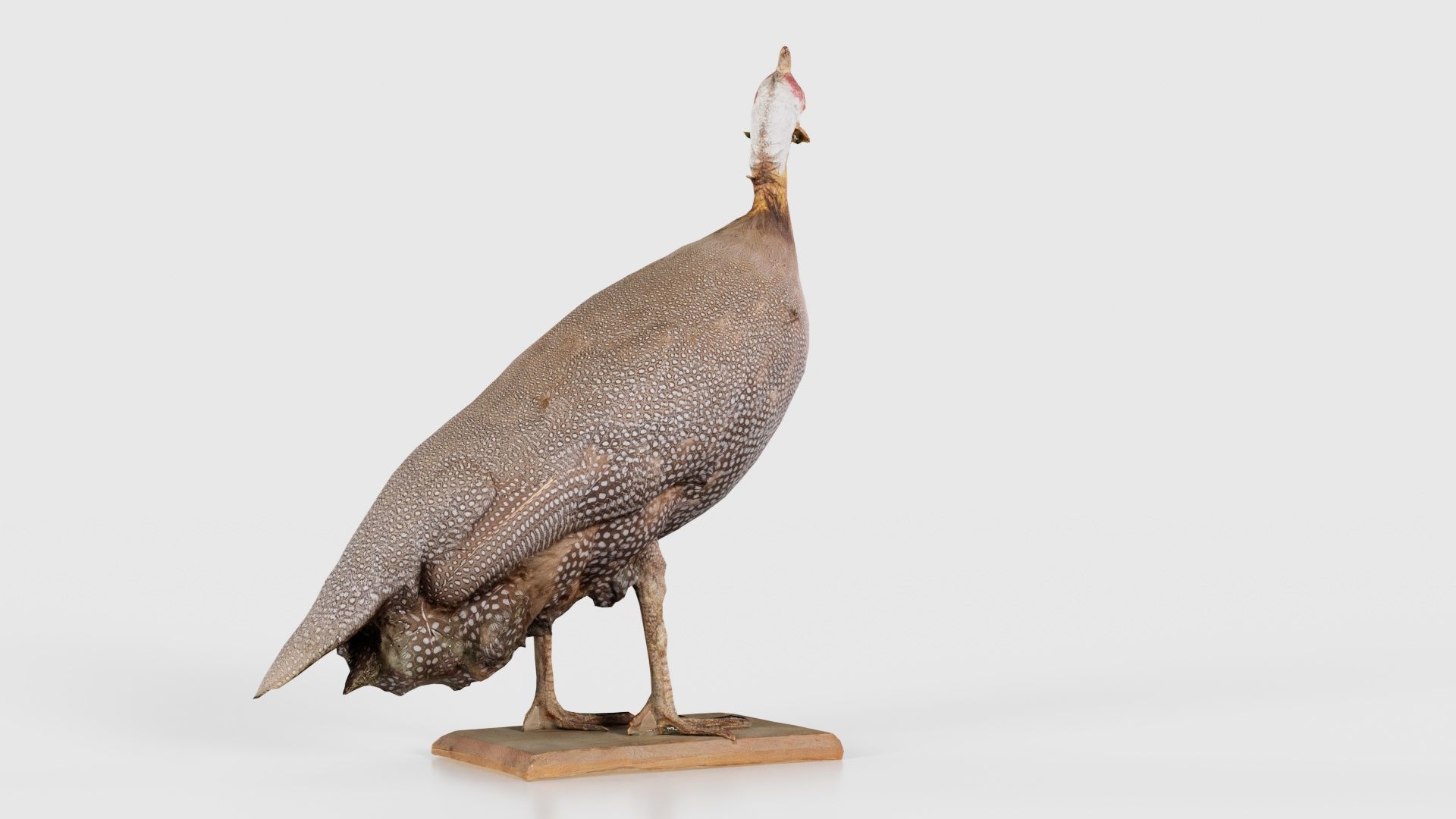 Guineafowl Guineahen Low-poly 3D model_22