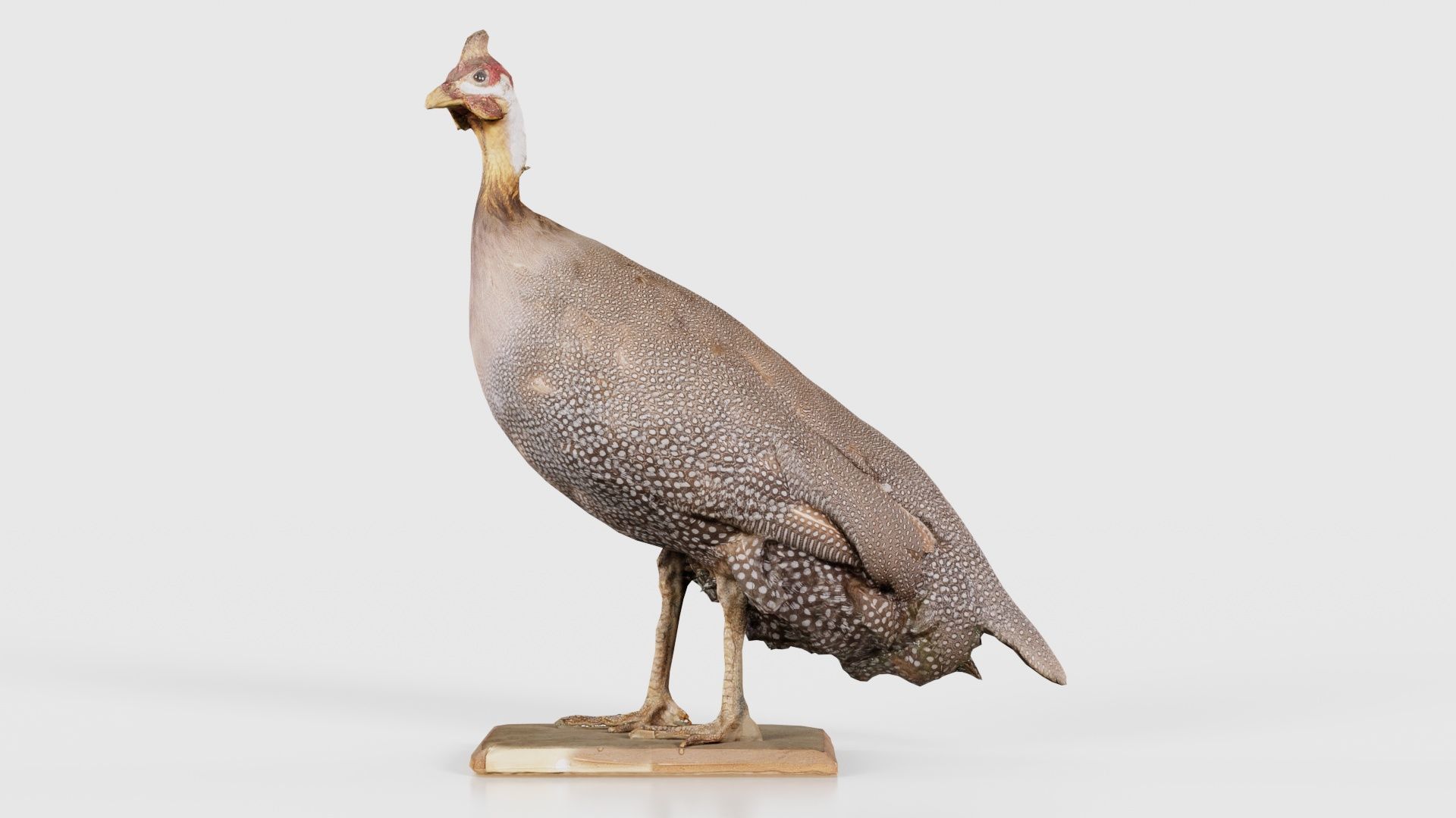 Guineafowl Guineahen Low-poly 3D model_15