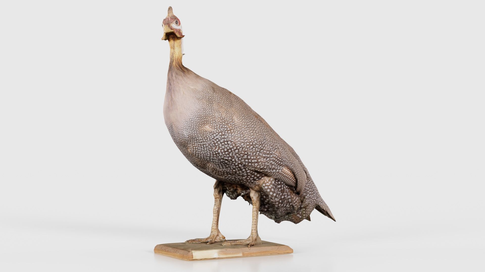 Guineafowl Guineahen Low-poly 3D model_16