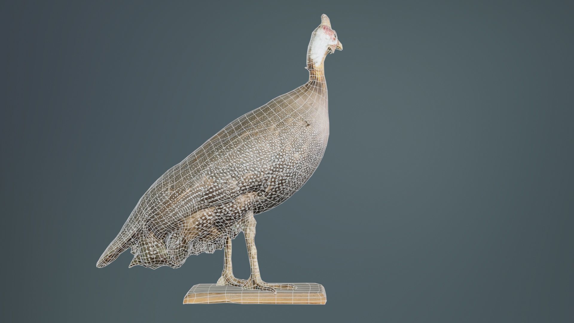 Guineafowl Guineahen Low-poly 3D model_10