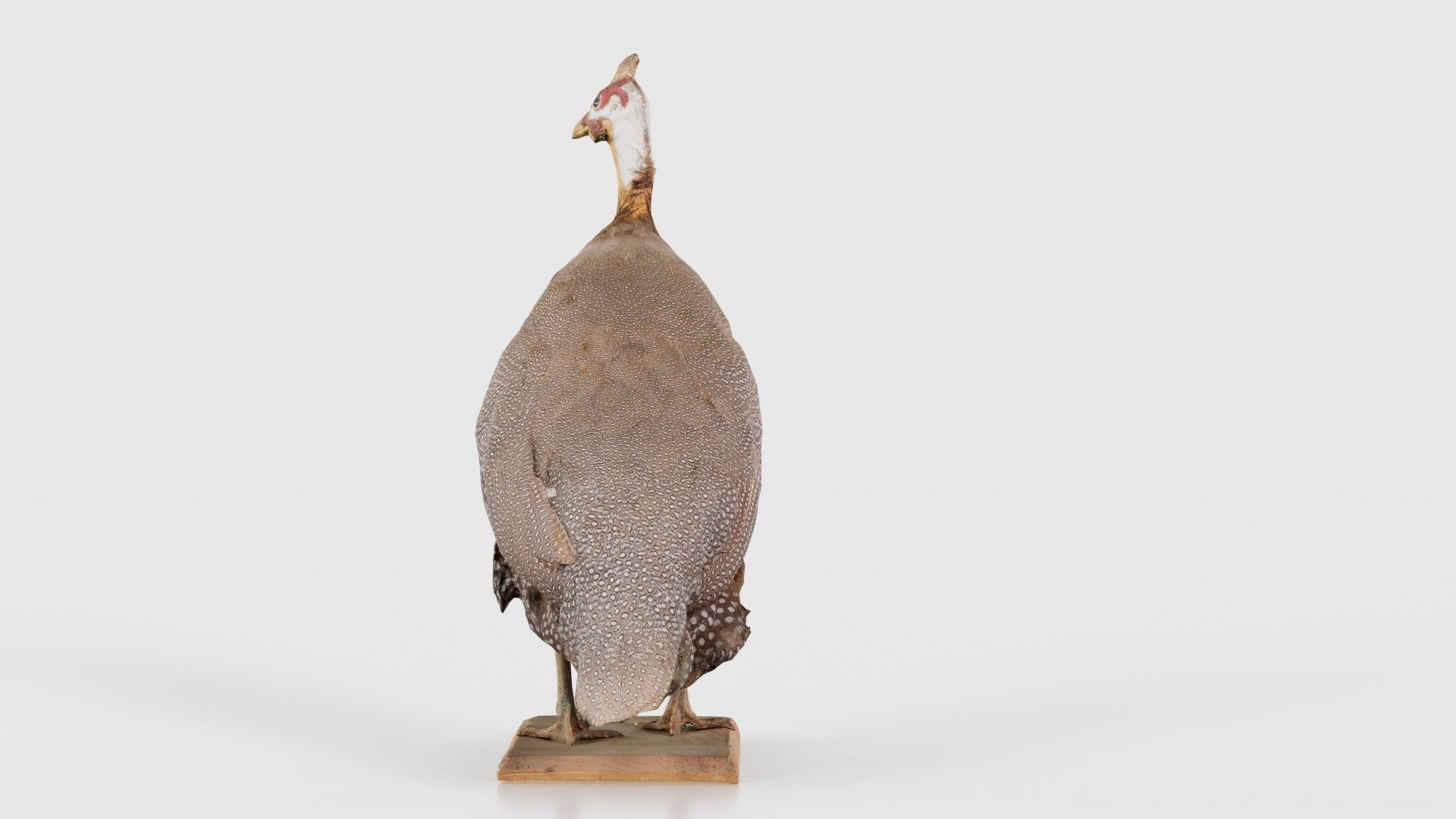 Guineafowl Guineahen Low-poly 3D model_24