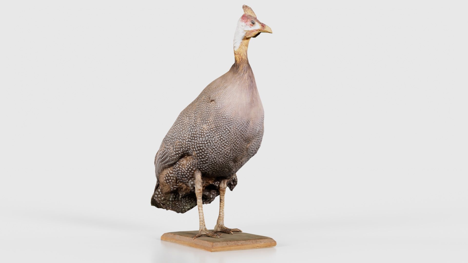 Guineafowl Guineahen Low-poly 3D model_19