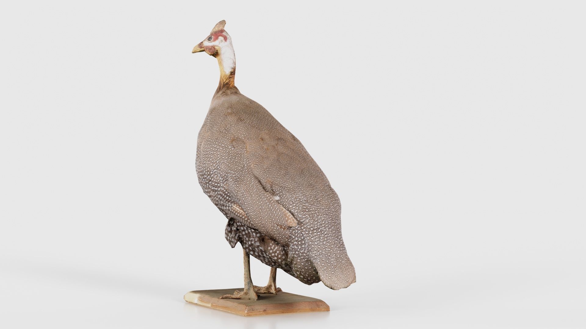 Guineafowl Guineahen Low-poly 3D model_25