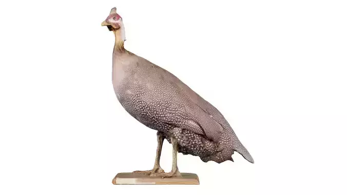 Guineafowl Guineahen