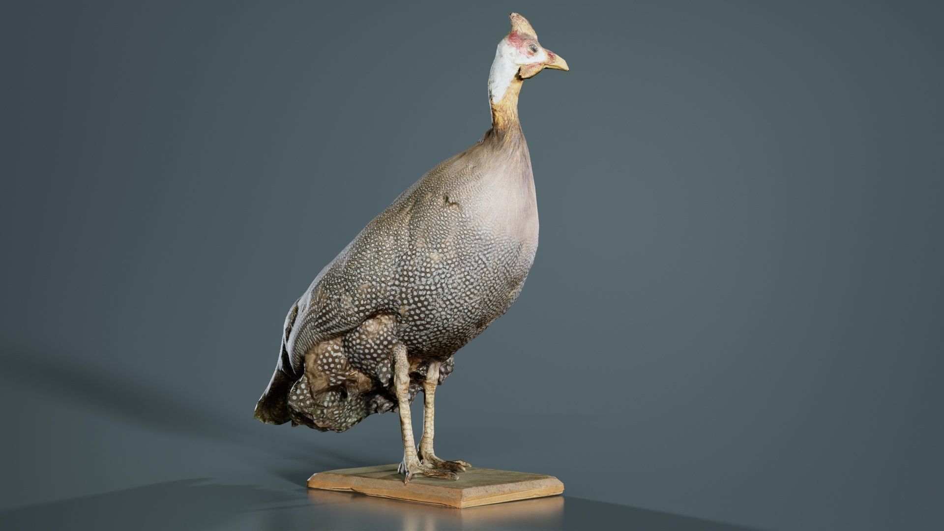 Guineafowl Guineahen Low-poly 3D model_3