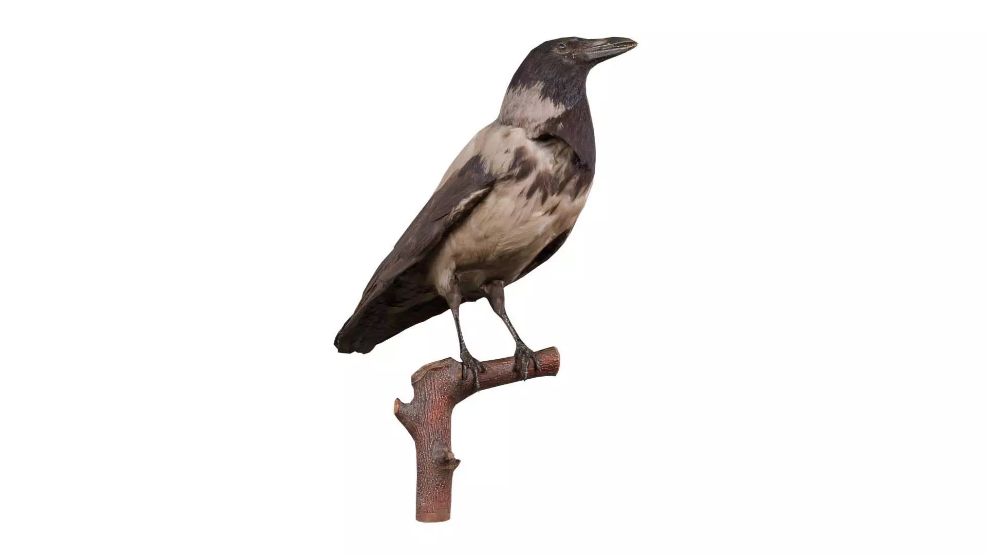 Hooded Crow Corvus Cornix Low-poly 3D model